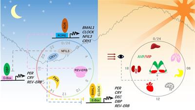 Circadian Clock-Controlled Checkpoints in the Pathogenesis of Complex Disease